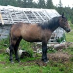 Padiș-Cumpănățelul-Peștera Cetatea Rădesei