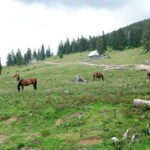 Padiș-Cumpănățelul-Peștera Cetatea Rădesei