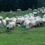 Poiana Glăvoi