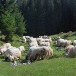 Poiana Glăvoi