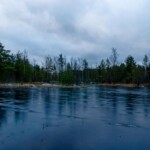 Сестрорецкое болото