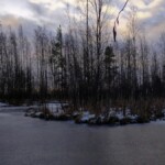 Сестрорецкое болото