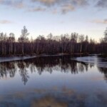 Сестрорецкое болото