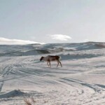 Käsivarsi Wilderness Area