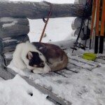 Pihtsusjärvi autiotupa