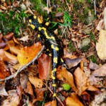 Salamandra salamandra