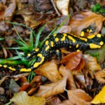 Salamandra salamandra