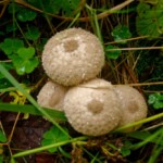 Góry Czerchowskie